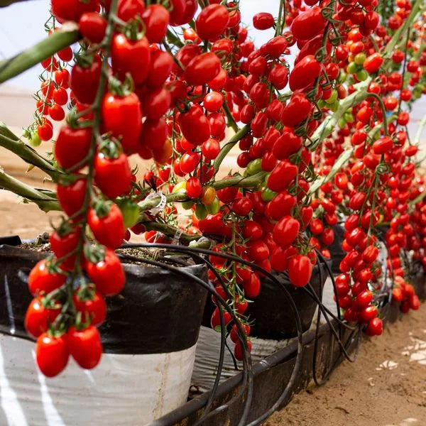 🎉limited time offer 🍅waterfall tomato seeds（high yield）100 grams organic pot mix free