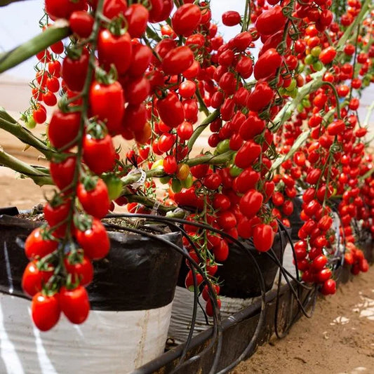 🎉Limited Time Offer 🍅Waterfall Tomato Seeds（High Yield）100 Grams Organic Pot Mix Free