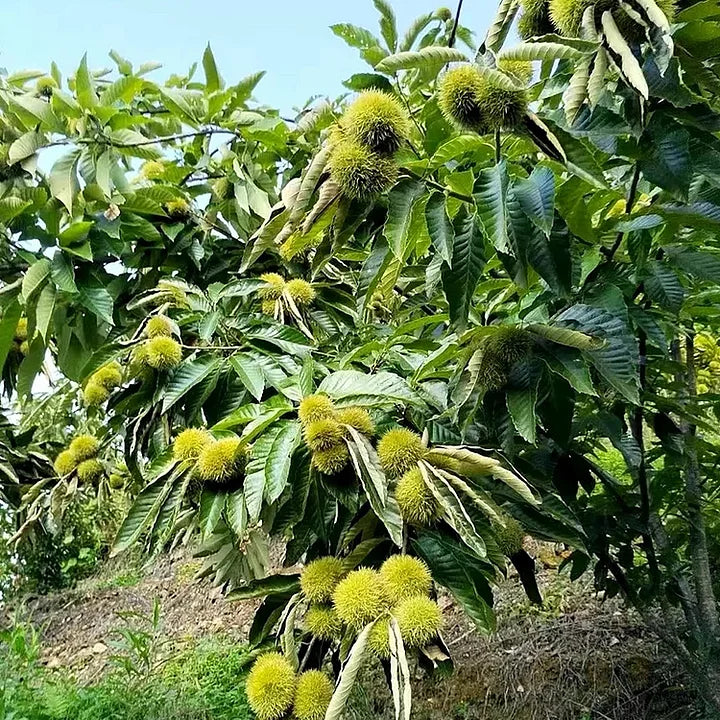 🌰 dwarf chestnut seeds – sweet and fragrant nuts | 🔥buy 1 get 1 free🔥