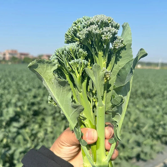 🌱 BROCCOLI RABE SEEDS – HARVEST TENDER SHOOTS IN JUST 30 DAYS + 100 Grams Organic Pot Mix Free
