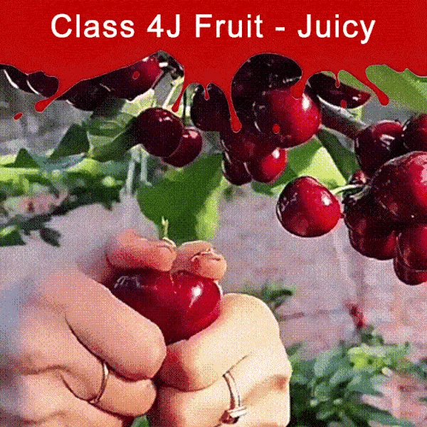 ✨top grade & productive – chilean cherry seeds direct from origin🌱🔥buy 1 get 1 free! 🔥🌱