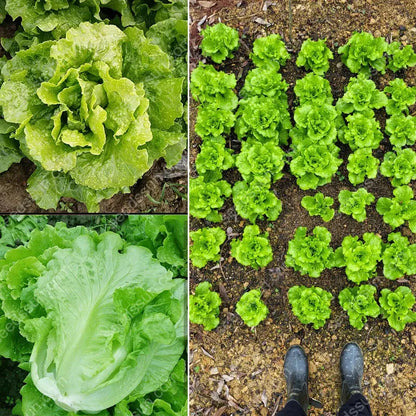🌱 Grow Your Own Italian Lettuce from Seed — Crisp, Sweet & Easy to Harvest 🌿🌟 Free Organic Pot Mix 100 Grams