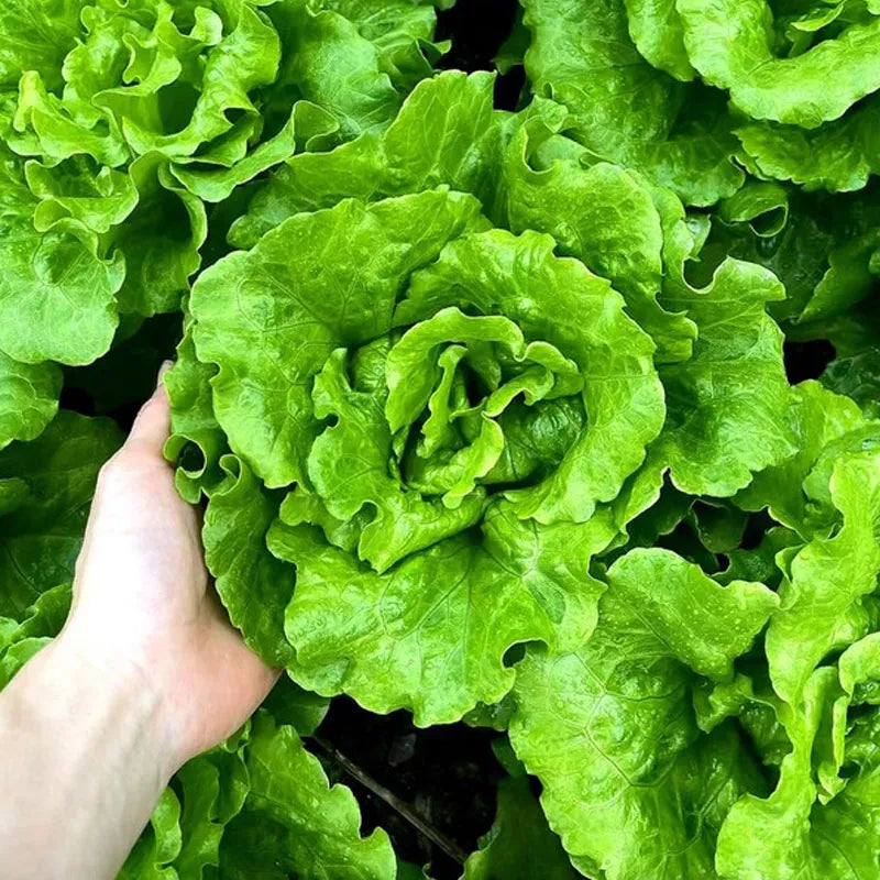 🌱 grow your own italian lettuce from seed — crisp, sweet & easy to harvest 🌿🌟 free organic pot mix 100 grams