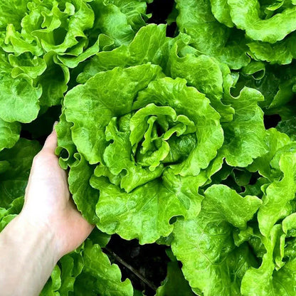 🌱 Grow Your Own Italian Lettuce from Seed — Crisp, Sweet & Easy to Harvest 🌿🌟 Free Organic Pot Mix 100 Grams