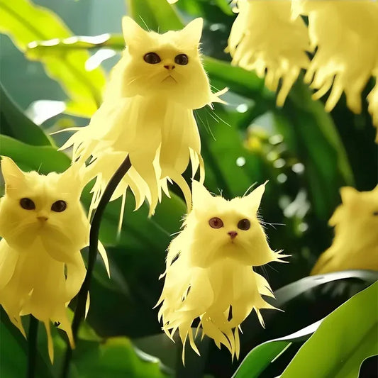 Cat Eye Dazzle Seeds and Free Organic Pot Mix 100 Gram