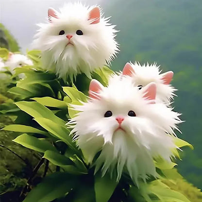 🌱Awesome Plants! 🐱💐Dazzling Cat's Eye Flower and Free Organic Pot Mix 100 Grams