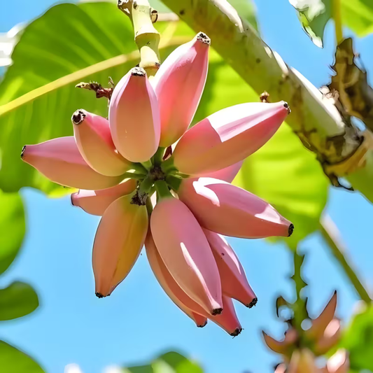 🍌 Red Banana Seeds 🍌 Easy to Plant, with Instructions Included 🍌🔥Buy 1 Get 1 Free🔥