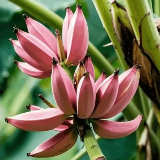 🍌 Red Banana Seeds 🍌 Easy to Plant, with Instructions Included 🍌🔥Buy 1 Get 1 Free🔥