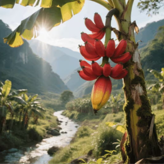 🍌 Red Banana Seeds 🍌 Easy to Plant, with Instructions Included 🍌🔥Buy 1 Get 1 Free🔥