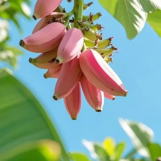 🍌 Red Banana Seeds 🍌 Easy to Plant, with Instructions Included 🍌🔥Buy 1 Get 1 Free🔥