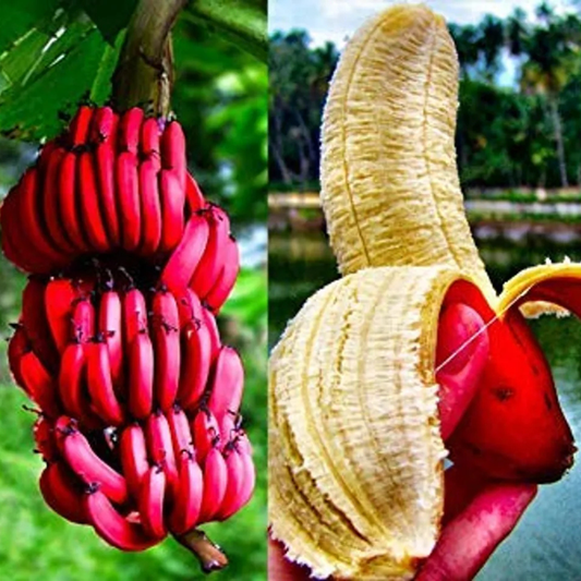 🍌 Red Banana Seeds 🍌 Easy to Plant, with Instructions Included 🍌🔥Buy 1 Get 1 Free🔥