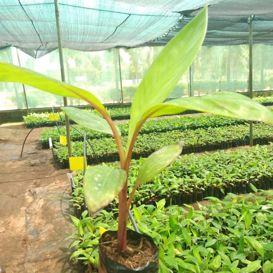 🍌 Red Banana Seeds 🍌 Easy to Plant, with Instructions Included 🍌🔥Buy 1 Get 1 Free🔥