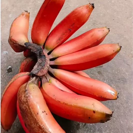 🍌 Red Banana Seeds 🍌 Easy to Plant, with Instructions Included 🍌🔥Buy 1 Get 1 Free🔥