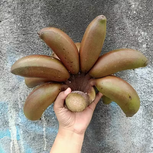 🍌 Red Banana Seeds 🍌 Easy to Plant, with Instructions Included 🍌🔥Buy 1 Get 1 Free🔥