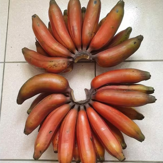 🍌 Red Banana Seeds 🍌 Easy to Plant, with Instructions Included 🍌🔥Buy 1 Get 1 Free🔥