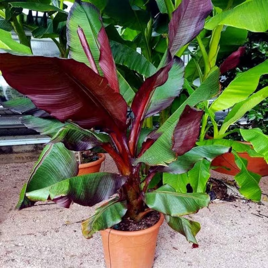 🍌 Red Banana Seeds 🍌 Easy to Plant, with Instructions Included 🍌🔥Buy 1 Get 1 Free🔥
