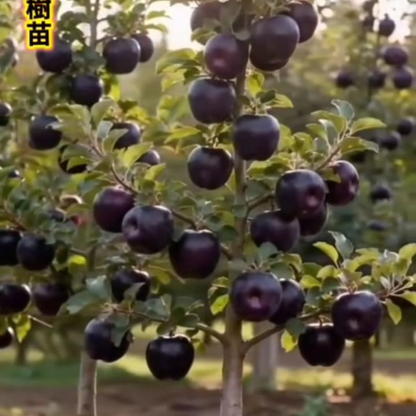 🍎 Black Diamond Apple Plant Seeds 🍎 Rare Dark Red Apple Tree Sapling , Exotic Sweet and Crisp Fruit Plant , Live Seb Tree for Home Garden and Orchard🍎🌱BUY 1 GET 1 FREE! 🌱🍎