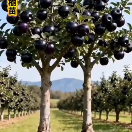 🍎 Black Diamond Apple Plant Seeds 🍎 Rare Dark Red Apple Tree Sapling , Exotic Sweet and Crisp Fruit Plant , Live Seb Tree for Home Garden and Orchard🍎🌱BUY 1 GET 1 FREE! 🌱🍎