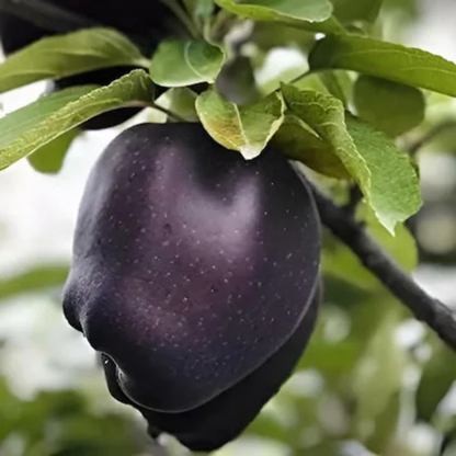 🍎 Black Diamond Apple Plant Seeds 🍎 Rare Dark Red Apple Tree Sapling , Exotic Sweet and Crisp Fruit Plant , Live Seb Tree for Home Garden and Orchard🍎🌱BUY 1 GET 1 FREE! 🌱🍎
