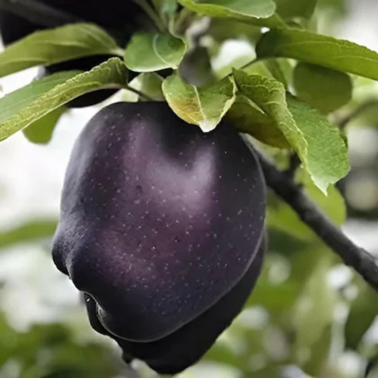🍎 Black Diamond Apple Plant Seeds 🍎 Rare Dark Red Apple Tree Sapling , Exotic Sweet and Crisp Fruit Plant , Live Seb Tree for Home Garden and Orchard🍎🌱BUY 1 GET 1 FREE! 🌱🍎