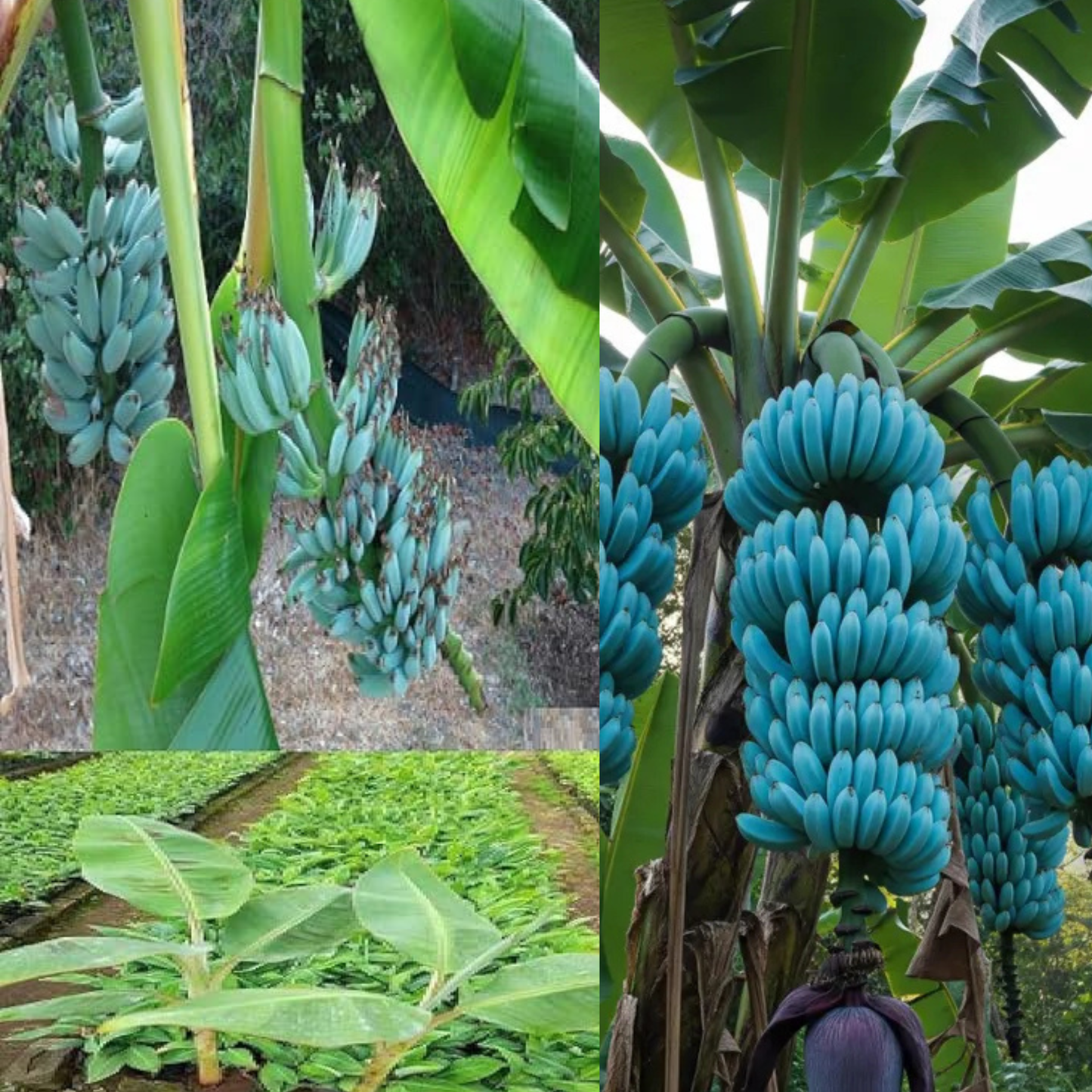 🍌🍦blue java banana seeds🍌🍦ice cream banana🍦hawaiian banana, original variety, very sweet fruit healthy live plant🔥buy 1 get 1 free🔥