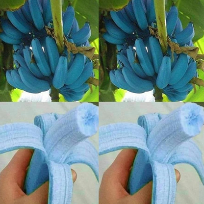 🍌🍦Blue Java Banana Seeds🍌🍦Ice Cream banana🍦Hawaiian banana, Original Variety, Very Sweet Fruit Healthy Live Plant🔥Buy 1 Get 1 Free🔥