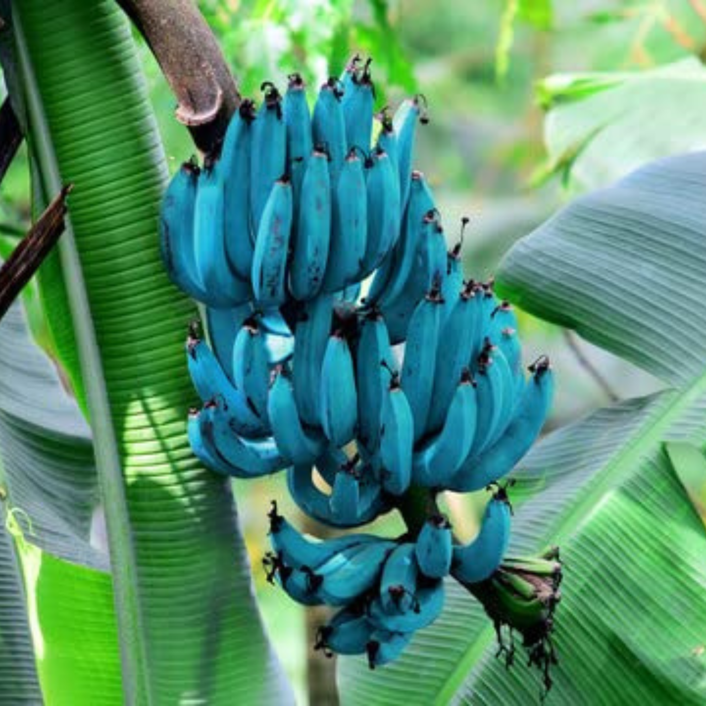 🍌🍦blue java banana seeds🍌🍦ice cream banana🍦hawaiian banana, original variety, very sweet fruit healthy live plant🔥buy 1 get 1 free🔥