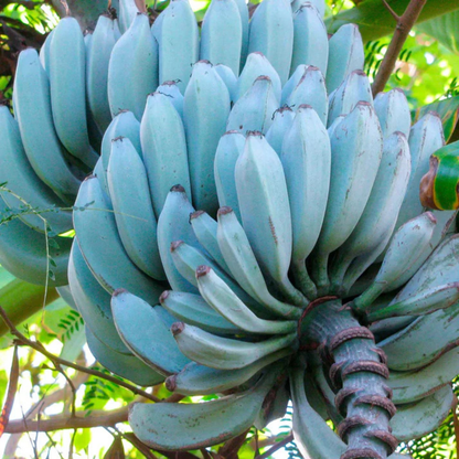 🍌🍦Blue Java Banana Seeds🍌🍦Ice Cream banana🍦Hawaiian banana, Original Variety, Very Sweet Fruit Healthy Live Plant🔥Buy 1 Get 1 Free🔥