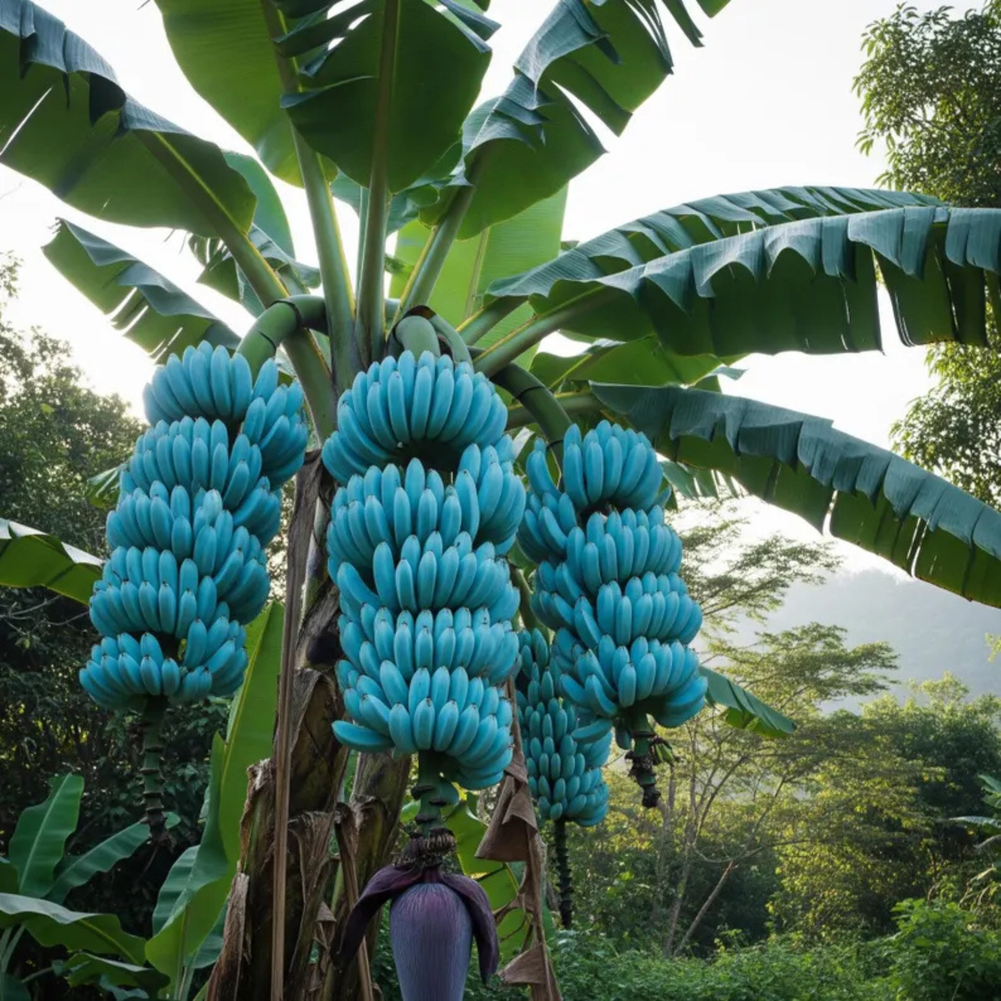 🍌🍦blue java banana seeds🍌🍦ice cream banana🍦hawaiian banana, original variety, very sweet fruit healthy live plant🔥buy 1 get 1 free🔥
