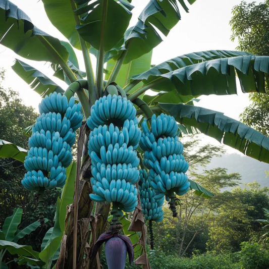 🍌🍦Blue Java Banana Seeds🍌🍦Ice Cream banana🍦Hawaiian banana, Original Variety, Very Sweet Fruit Healthy Live Plant🔥Buy 1 Get 1 Free🔥