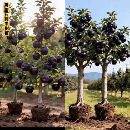 🍎 Black Diamond Apple Plant Seeds 🍎 Rare Dark Red Apple Tree Sapling , Exotic Sweet and Crisp Fruit Plant , Live Seb Tree for Home Garden and Orchard🍎🌱BUY 1 GET 1 FREE! 🌱🍎