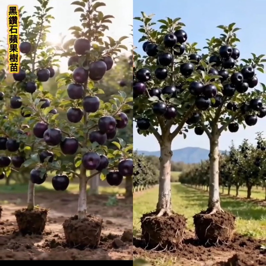 🍎 Black Diamond Apple Plant Seeds 🍎 Rare Dark Red Apple Tree Sapling , Exotic Sweet and Crisp Fruit Plant , Live Seb Tree for Home Garden and Orchard🍎🌱BUY 1 GET 1 FREE! 🌱🍎
