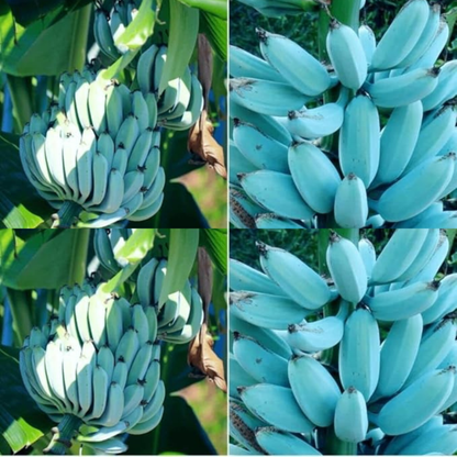 🍌🍦Blue Java Banana Seeds🍌🍦Ice Cream banana🍦Hawaiian banana, Original Variety, Very Sweet Fruit Healthy Live Plant🔥Buy 1 Get 1 Free🔥