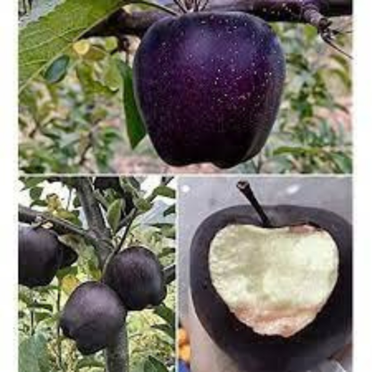 🍎 Black Diamond Apple Plant Seeds 🍎 Rare Dark Red Apple Tree Sapling , Exotic Sweet and Crisp Fruit Plant , Live Seb Tree for Home Garden and Orchard🍎🌱BUY 1 GET 1 FREE! 🌱🍎