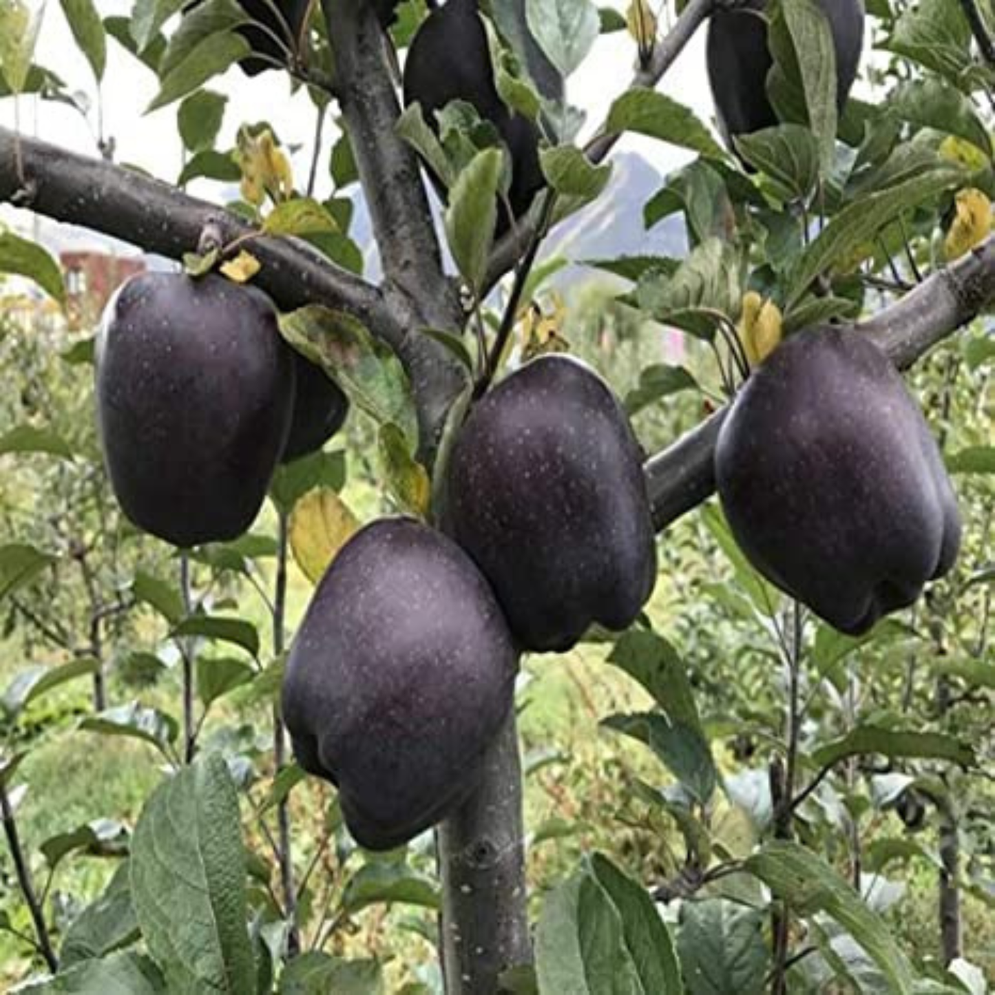 🍎 black diamond apple plant seeds 🍎 rare dark red apple tree sapling , exotic sweet and crisp fruit plant , live seb tree for home garden and orchard🍎🌱buy 1 get 1 free! 🌱🍎