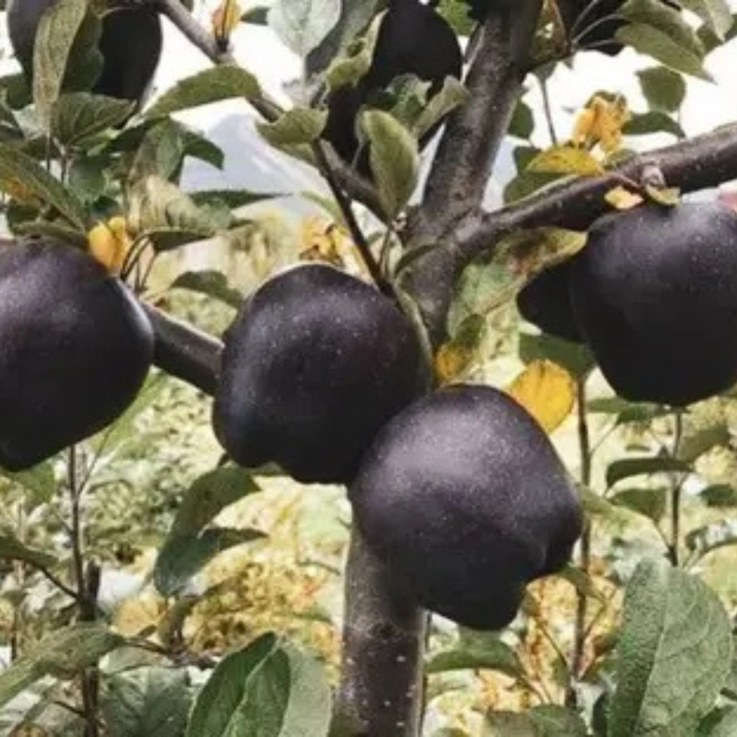 🍎 black diamond apple plant seeds 🍎 rare dark red apple tree sapling , exotic sweet and crisp fruit plant , live seb tree for home garden and orchard🍎🌱buy 1 get 1 free! 🌱🍎