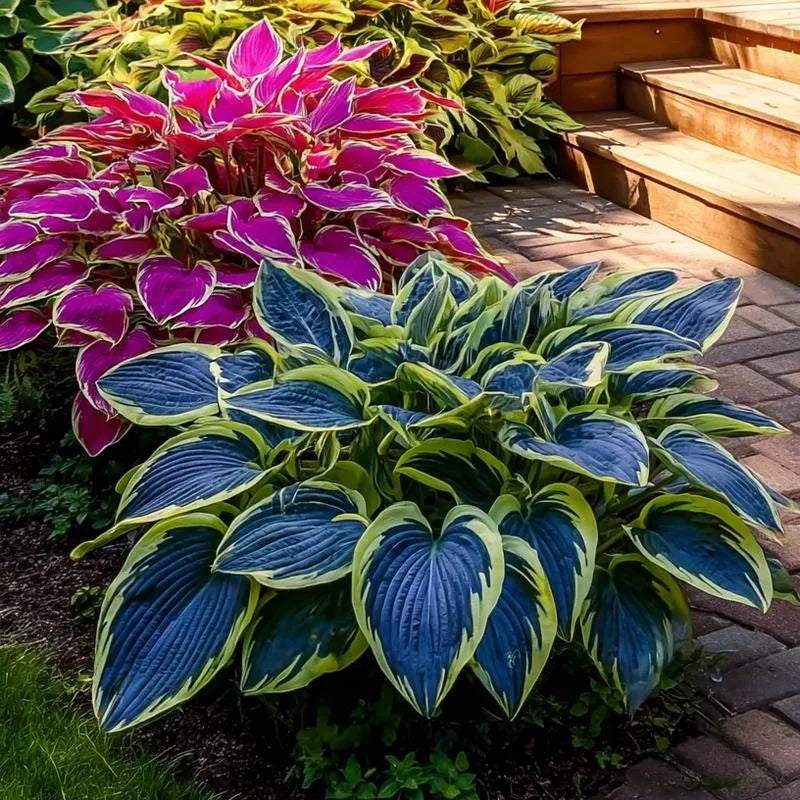 🎁2025 special offer🔥🖤flame black red rare hosta flower seeds🔥buy 1 get 1 free! 🔥