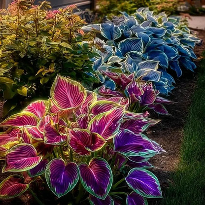 🎁2025 Special Offer🔥🖤Flame Black Red Rare Hosta Flower Seeds🔥BUY 1 GET 1 FREE! 🔥