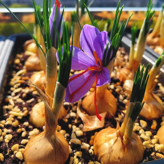 🌹Saffron Bulbs—Gold in the Flower Seeds🌹🔥Buy 1 Get 1 Free🔥