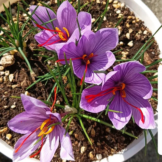 🌹Saffron Bulbs—Gold in the Flower Seeds🌹🔥Buy 1 Get 1 Free🔥