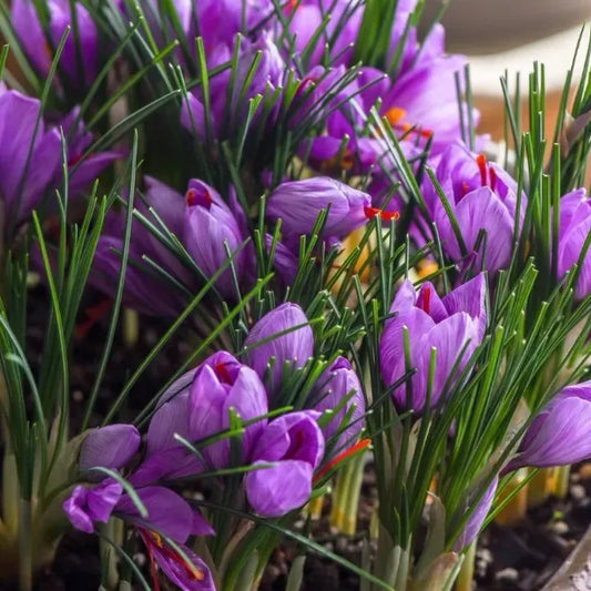 🌹Saffron Bulbs—Gold in the Flower Seeds🌹🔥Buy 1 Get 1 Free🔥