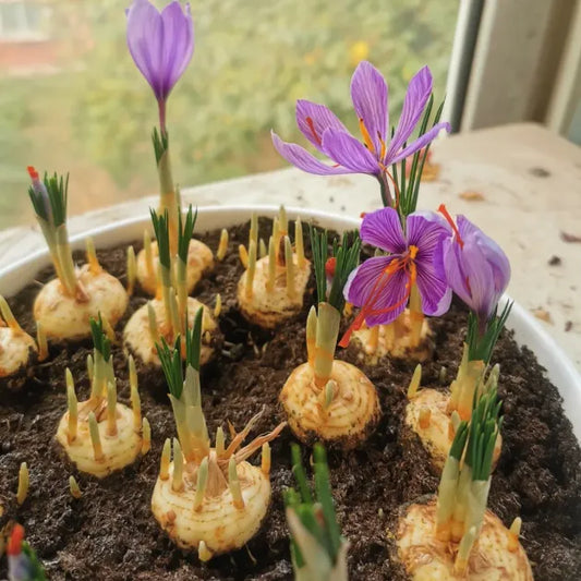 🌹Saffron Bulbs—Gold in the Flower Seeds🌹🔥Buy 1 Get 1 Free🔥