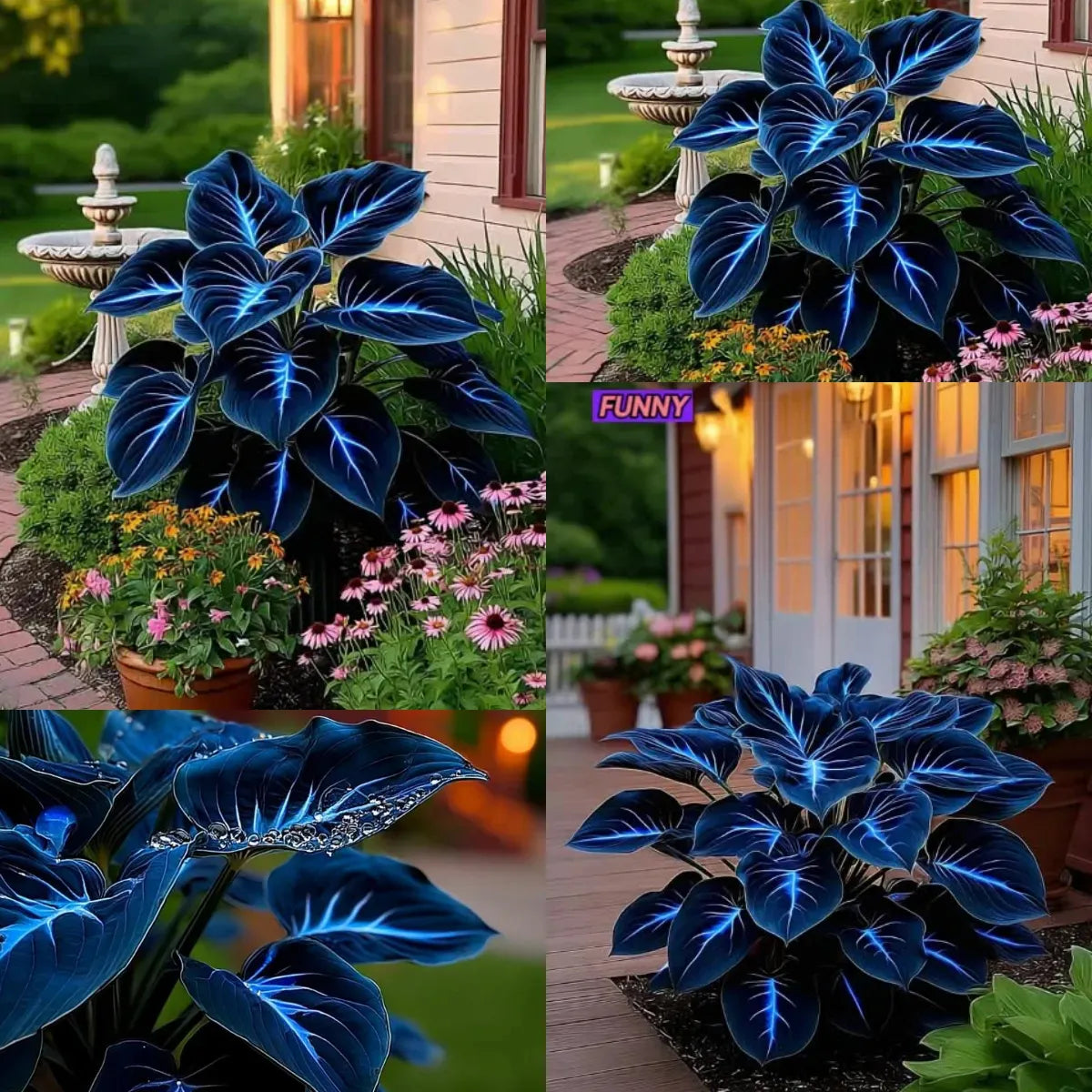 🎁2025 special offer🔥🖤flame black red rare hosta flower seeds🔥buy 1 get 1 free! 🔥
