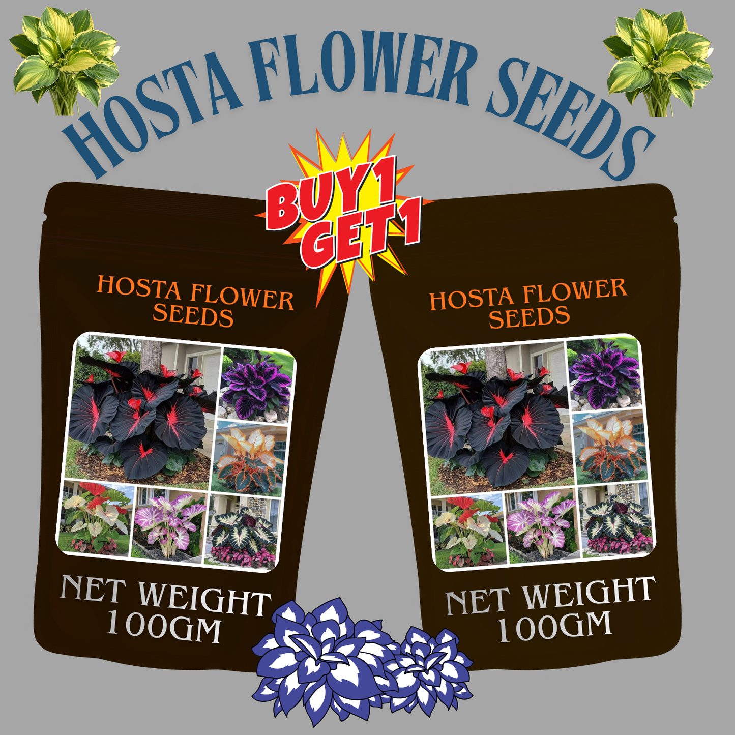 🎁2025 special offer🔥🖤flame black red rare hosta flower seeds🔥buy 1 get 1 free! 🔥