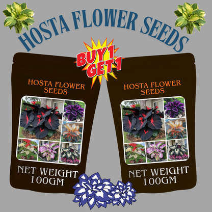 🎁2025 Special Offer🔥🖤Flame Black Red Rare Hosta Flower Seeds🔥BUY 1 GET 1 FREE! 🔥