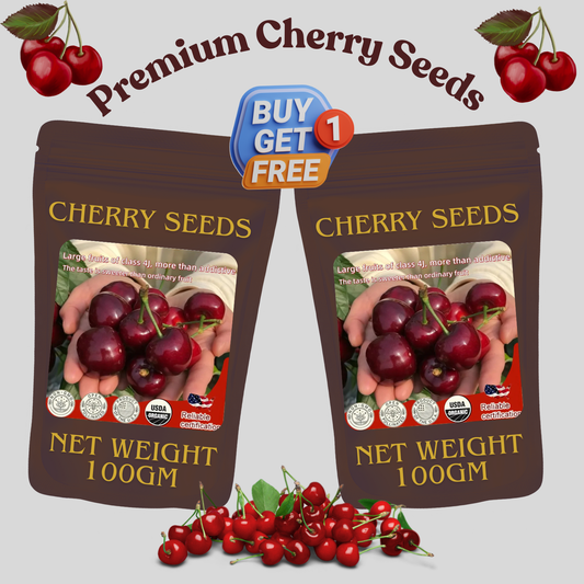 ✨Top Grade & Productive – Chilean Cherry Seeds Direct from Origin🌱🔥BUY 1 GET 1 FREE! 🔥🌱