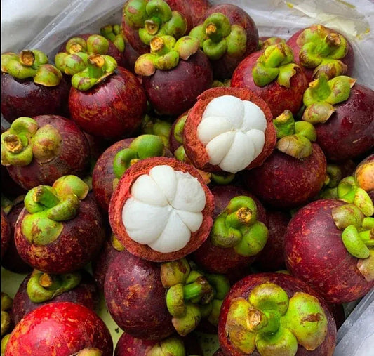 ✨Mangosteen Seeds – High yield, sweet and juicy flesh! ✨🔥Buy 1 Get 1 Free🔥