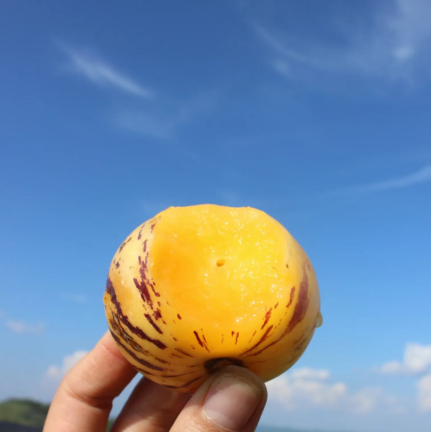 🌿✨ginseng fruit seeds: discover the power of nature in your garden! 🔥free 100 grams organic pot mix🔥