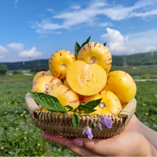 🌿✨Ginseng fruit seeds: Discover the power of nature in your garden! 🔥Free 100 grams Organic Pot mix🔥