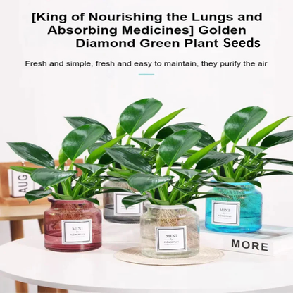 【 Lung Nourishing Drug King 】 Golden Diamond Green Plant Seeds + 100 grams Organic Pot mix Free